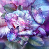 16147755_Purple_Rose_And_Butterflies
