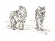 8728458_Wolves