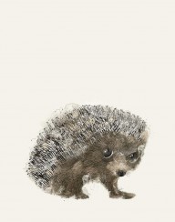 17056140_Little_Hedgehog