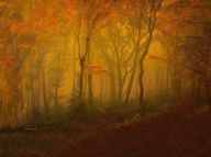 13238927_Autumn_Forest_In_Misty_Afternoon_Light
