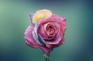 14192717_Rose_Colorful