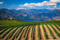13947413_Vineyard_In_The_Mountains