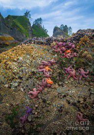 14015279_Seastars_At_Point_Of_The_Arches