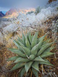 14492467_Winter_Morning_In_The_Chisos