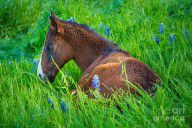15087638_Thoughtful_Foal