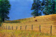 608610_Horses_On_The_Hill