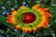 2591254_Rainbow_Sunflower