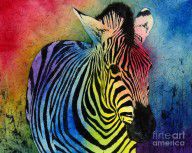 5585638_Rainbow_Zebra