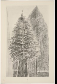 ZYMd-94241-Le Fascinant Cyprès (The Fascinating Cypress) from Histoire Naturelle (Natural History) 1