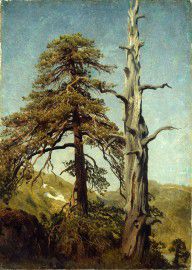 August_Cappelen_-_Study_of_Trees