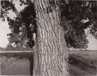Cottonwood Tree, Cache la Poudre River-ZYGR150415