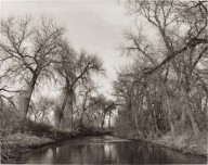 Cottonwoods Along Cache la Poudre River, Colorado-ZYGR150413