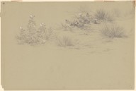 Flowering Bush and Desert Plants-ZYGR184833