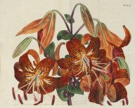 William Curtis-Curtis, W., The botanical magazine; or, flower-garden displayed .. Together with the 