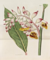 William Curtis-Curtis, William, The botanical magazine; or, flower-garden displayed .. Together with