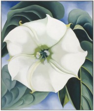 Georgia O’Keeffe-Jimson Weed  1932