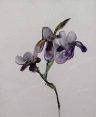 Irises, 1962
