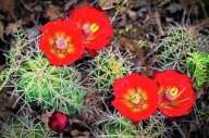 18372478 cactus-bloom-edgars-erglis