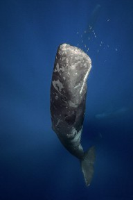 17491970 candle-sperm-whale-barathieu-gabriel