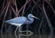 17492446 stalking-in-the-mangroves-greg-barsh
