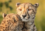 17492503 cheetah-eyes-jaco-marx