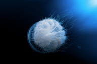 17492540 jellyfish-barathieu-gabriel