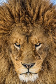 17492681 1-serious-lion-mike-centioli