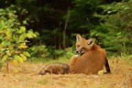 17492989 15-red-fox-algonquin-park-jim-cumming