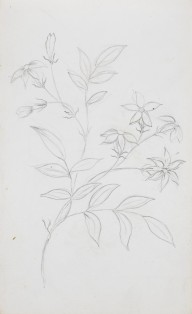 201531------Study of Flowers and Leaves_Anne Nasmyth