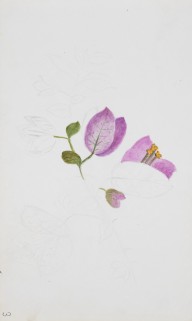 201513------Unfinished Study of Purple Flowers_Anne Nasmyth