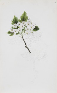201515------Unfinished Sudy of White Flowers_Anne Nasmyth