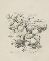 177773------Turnips [verso[6] A Garden]_Jozef Sekalski