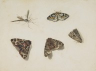 146266------Moths_Patrick Syme