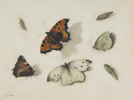146354------Butterflies_Patrick Syme